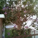 The Judas Trees * Mestre