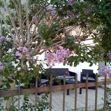 The Judas Trees