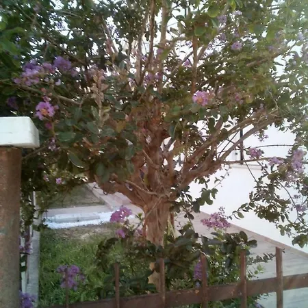 The Judas Trees * Mestre