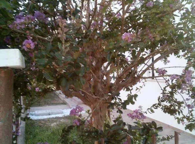 The Judas Trees * Mestre