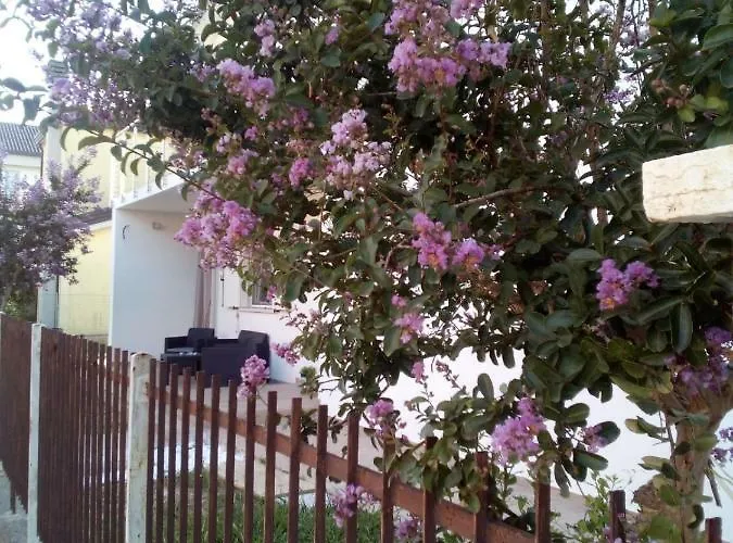 The Judas Trees Nyaraló *